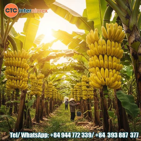 Vietnamese Bananas: A Sweet & Sustainable Supply for International Importers